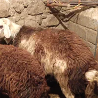 قوچ پلنگی|حیوانات مزرعه|صحنه, |دیوار