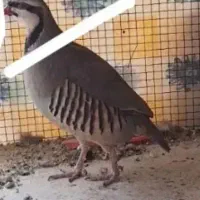 جفت بلدرچین بزرگ واهلی