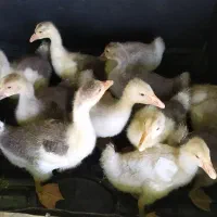 فروش غاز یک ماهه