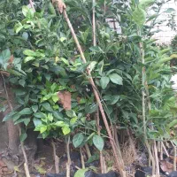 نهال خونی تاراکو|گل و گیاه طبیعی|قائمشهر, |دیوار