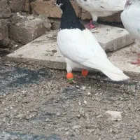 کفتر یا کبوتر شصتی سیا