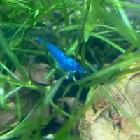 میگو شریمپ رنگی|ماهی|یزد, |دیوار