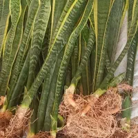 سانسوریا شاخه ای و