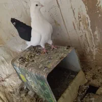 کفتر|پرنده|بم, |دیوار