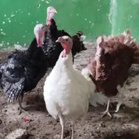 چهار عدد بوقلمون نر طبیعی|حیوانات مزرعه|سراب, |دیوار