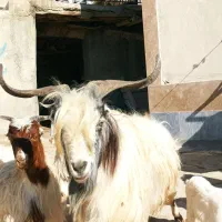 نر بز نژاد دوقلو زا|حیوانات مزرعه|قوچان, |دیوار