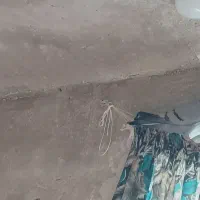 پلاکی|پرنده|دهدشت, |دیوار