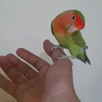 طوطی برزیلی جفت|پرنده|فردیس, شهرک ارم|دیوار