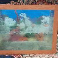 اکواریوم سایز متوسط سالم