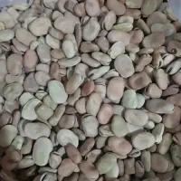 فروش باقله یا باقالی