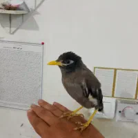 مرغ مینا سه ماهه