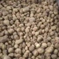 فروش سیب زمینی فندقی کاه و یونجه