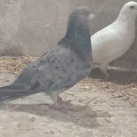 سار هفرنگ چینگ ریز و یه جفت ساده|پرنده|نیشابور, شهید جعفری|دیوار