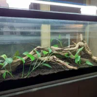 تراریوم با یک جفت خزنده