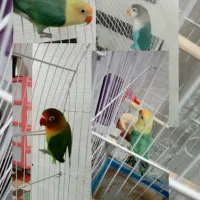 کوتوله برزیلی طوطی برزیلی