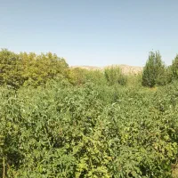 فروش تعداد زیادی بوته گل محمدی در رابر