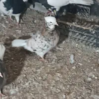 کبوتر|پرنده|شیروان (خراسان), |دیوار