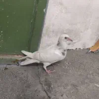 کوهی زرد جوجه
