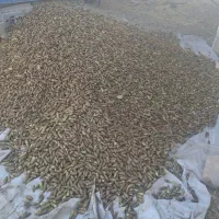 بلوط|خوردنی و آشامیدنی|اصفهان, کوجان|دیوار