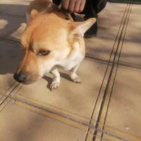 حوانات سگ|سگ|چناران, |دیوار