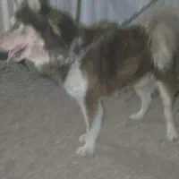 هاسکی|سگ|پرند, فاز ۵|دیوار