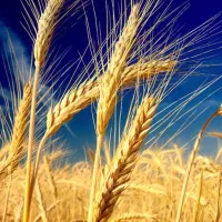 گندم برا پخت نان تمیز تمیز