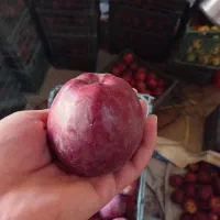 فروش سیب قرمز درجه یک|خوردنی و آشامیدنی|اهر, |دیوار