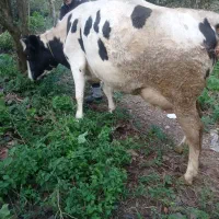 گاوشیری هلشتاین گوساله نر سمینتال جنس