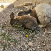 حراج خرگوش|موش و خرگوش|فیروزآباد (فارس), |دیوار