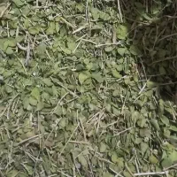 (آویشن)ازگند