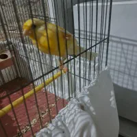 قناری سه ماهه