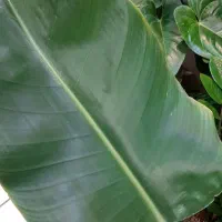 نخل نیکولای/گل و گیاه آپارتمانی/زاموفیلیا بنسای|گل و گیاه طبیعی|فردیس, فردیس|دیوار