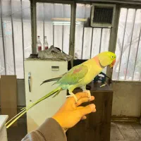 شاه طوطی دستی مولد|پرنده|تهران, تختی|دیوار