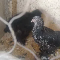 مرغ برهما بلک متلد، خروس کوشین پورسلن، مرغ ویاندوت|حیوانات مزرعه|هشتگرد, خور|دیوار