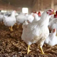 مرغ زنده فقط کیلو 220تومان تحویل درب منزل
