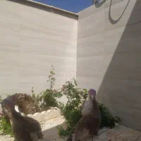 بوقلمون