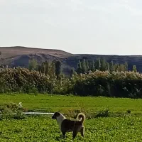 سگ نر|سگ|مشگین شهر, |دیوار