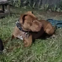 پیتبول|سگ|کوچصفهان, |دیوار