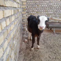 یک راس تلیسه یا گوساله ماده سیمینتال|حیوانات مزرعه|رامند, |دیوار