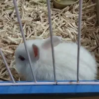 بچه خرگوش چشم شرابی