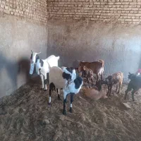 دوراس بز گلابی|حیوانات مزرعه|سبزوار, کراب|دیوار