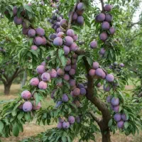 پخش انواع نهال های درجه یک با نژاد برتر|خدمات باغبانی و درختکاری|ابهر, |دیوار