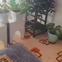 گل برای فروش