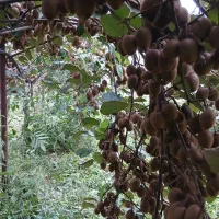 فروش کیوی|عمده‌فروشی|سنگر, |دیوار