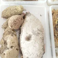 عسل وحشی طبیعی