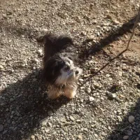 پاکوتاه|سگ|قره ضیاالدین, |دیوار