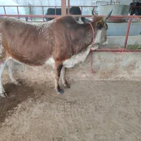 فروش قربانی