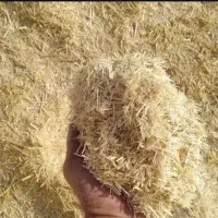کاه گندم