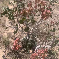 زمین دشت بجد