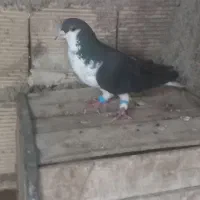 جفت شهری سیاه شیرازی عروسک
